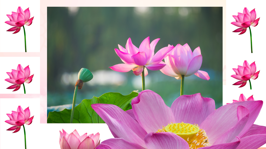 lotus flower