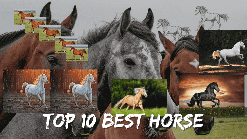 top 10 best horse